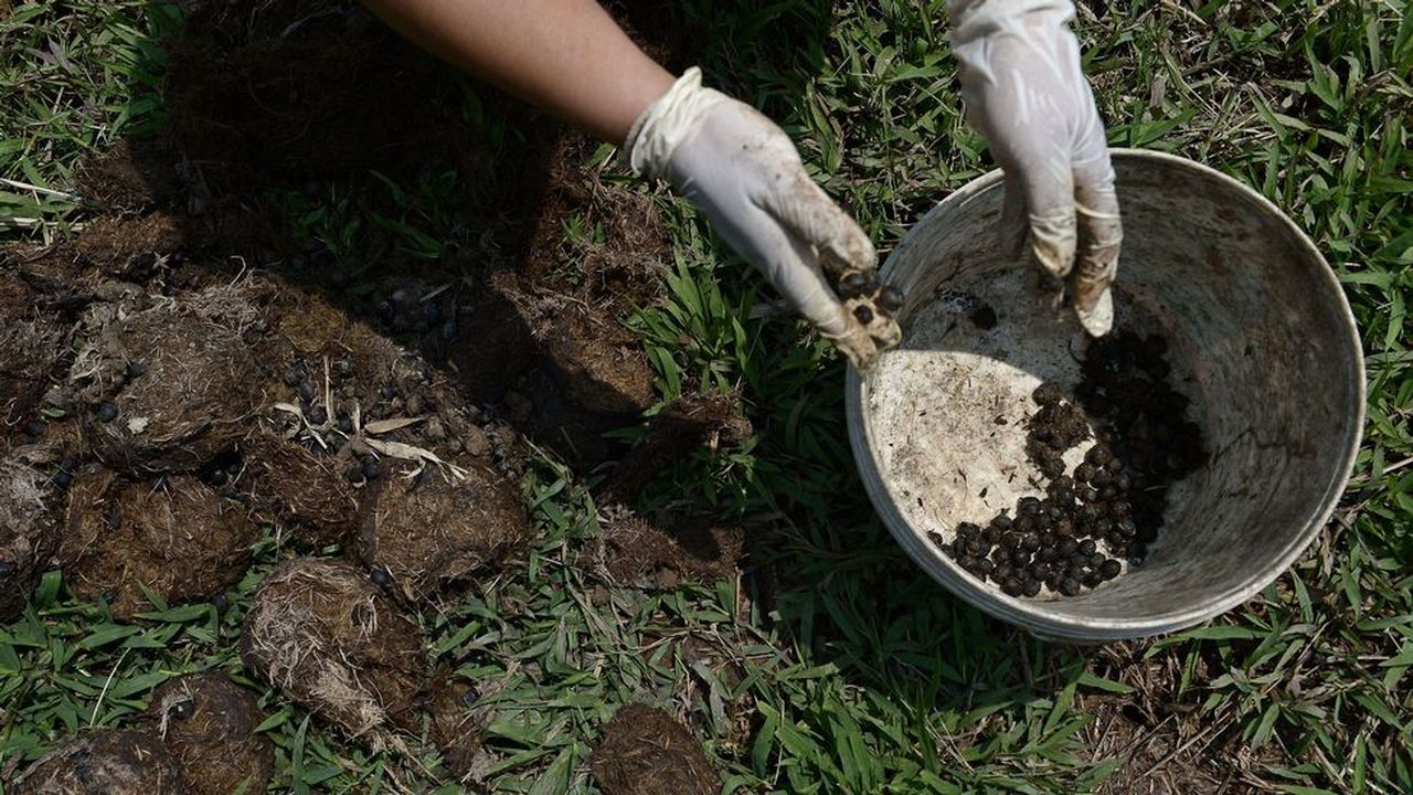 El Caf Extra Do De Excrementos De Los Elefantes Un Art Culo De Lujo