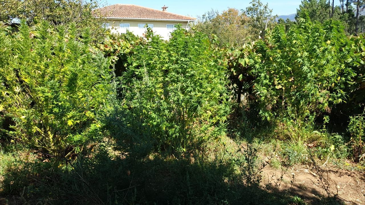 Tres Detenidos Y 200 Plantas De Marihuana Incautadas En Una Casa En Mos