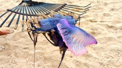 Ellos son los nuevos vecinos de las playas de A Coru�a