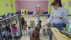 Silvia Mar�n abri� Mis Mascotas en Elvi�a hace 12 a�os, una guarder�a con un peque�o hotel canino