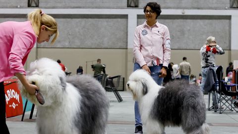 Exposici�n Canina de Galicia en Lugo