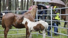 La Feira do Poldro de Muras es una arraigada y concurrida cita.
