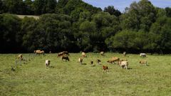 La ganadera es la principal actividad del municipio