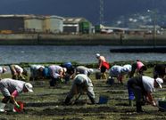 Imagen de maricadoras faenando a pie.