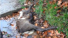 Un ciervo decapitado en el Parque Nacional de la Ubi�as, en Asturias.