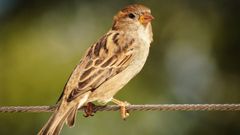 Un gorri�n descansa posado sobre un cable