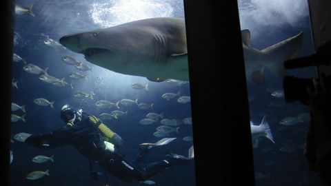 El tiburón Gastón, en la Casa de los Peces.