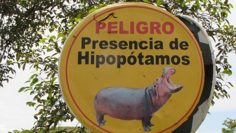 Alerta de hipop�tamos en la antigua hacienda N�poles, de Pablo Escobar