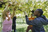 Los inmigrantes en dificultades se sacan unos euros en septiembre trabajando en la vendimia. 