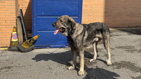 �Pancho�, el perro abandonado en Castrill�n