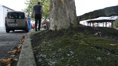 �rboles levantando el pavimento