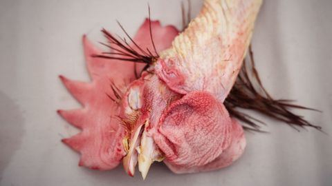 La Feira do Galo celebra este 2025 su 34.� edici�n con limitaciones por la gripe aviar