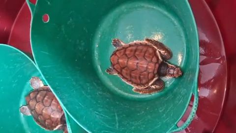 Las tortugas regresan al mar