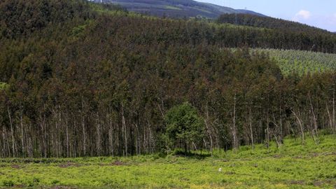Plantación de eucaliptos en Castroverde