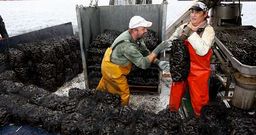 Tras el imp�s forzado por la toxina, un barco descarg� ayer trescientos sacos de mejill�n en el puerto de Vilanova.