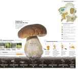 Empieza la temporada de setas