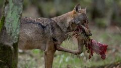 M�s all� del efecto en el gando, un informe elaborado por Bruselas destaca la menor incidencia de enfermedades de la fauna salvaje donde hay mayor presencia de lobo