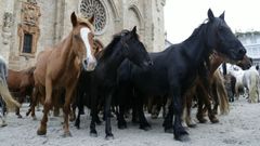 Un grupo de ganado frente en la Praza da Catedral