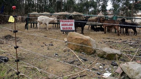 Cabras en una finca con pastor el�ctrico