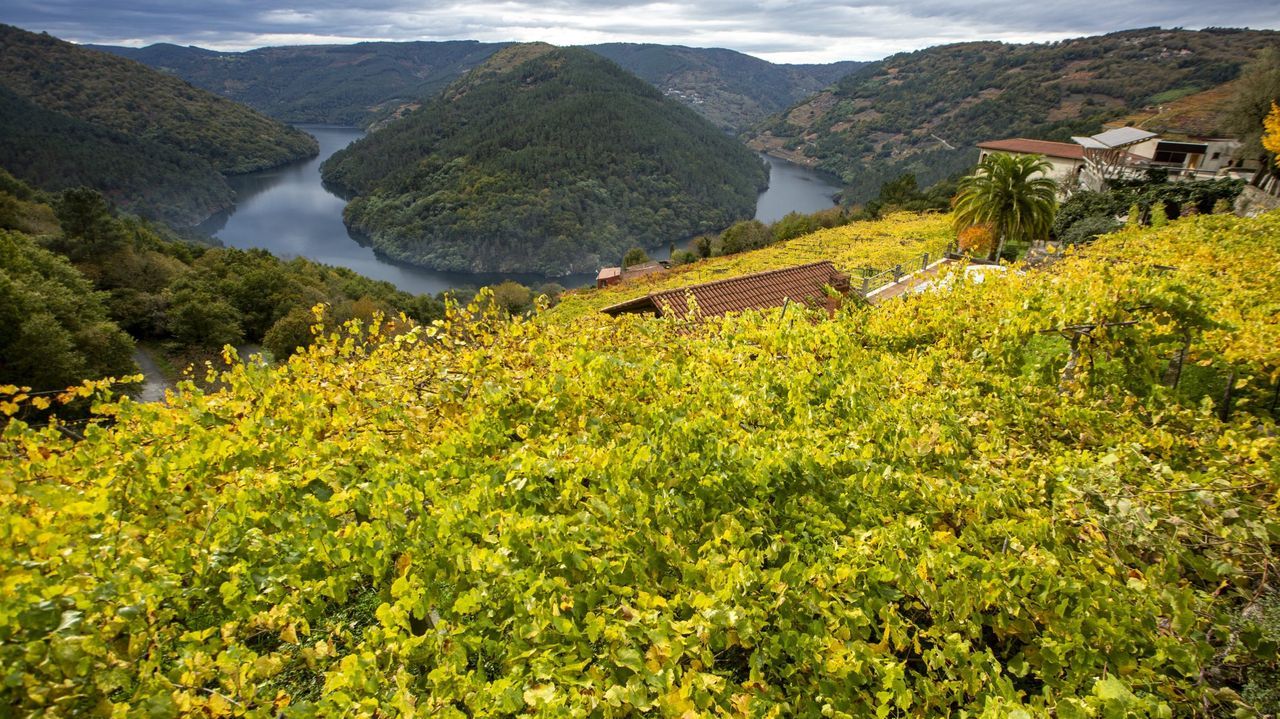 Inteligencia artificial para mejorar los viñedos de Ribeira Sacra