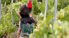 La menca volvi a ser con mucha diferencia la uva ms vendimiada en Ribeira Sacra