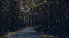 As� qued� el monte arrasado por el incendio de Ni��ns