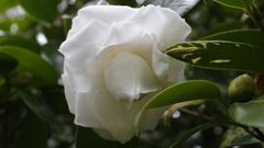 Flor de Camelia compuesta?��?