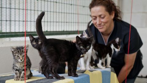 Servigal, concesionaria del Consorcio, cuenta con un centro donde acoge gatos en Abegondo.
