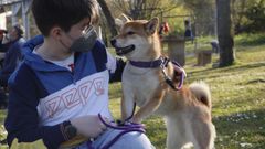 Marco es el hijo de Jos Antonio y Aurora, dueos de Hera, una shiba-inu de apenas un ao