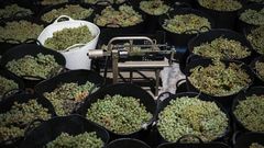 El sector vitivin�cola es clave en la econom�a ourensana