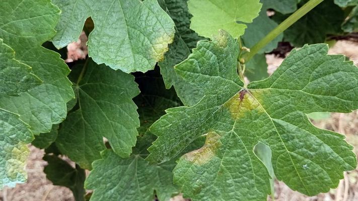 Vi�edo�en el que se pueden apreciar las primeras manchas de mildiu