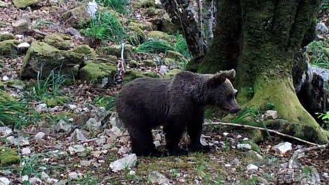 Lecci�n de vida de un oso hu�rfano