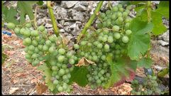 Uvas de la variedad menc�a, todav�a sin adquirir color, en un vi�edo de la subzona de Amandi