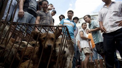 Algunos activistas pagan una peque�a fortuna para salvar a unos pocos perros de una muerte segura. 