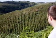 Los montes de Trabada, que ocupan 2.000 hect�reas, est�n perfectamente ordenados.