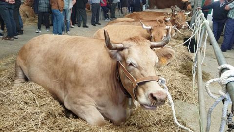 El precio medio de los terneros se ha duplicado en los��ltimos a�os