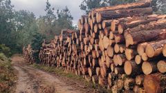 Madera apilada en montes del municipio de Riotorto