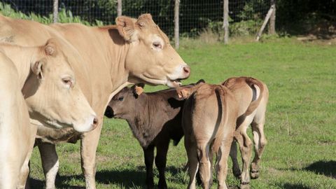 El uso de los terrenos en el pastoreo es bsico para la calidad de la carne, advierte Xan Pouliquen.