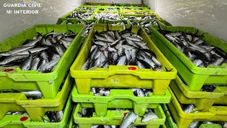 Las 190 cajas de sardina intervenidas antes de su traslado al puerto de Vigo para el pesaje y custodia.<br />�<br />�<br />�<br />