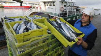 El arrastrero de litoral O Canti�o descargando xarda en Burela, a finales de marzo del 2025.