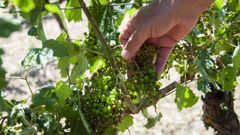 Da�os en los racimos de los vi�edos de la bodega Crego e Monaguillo