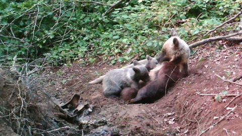 La osa y sus cuatro cr�as