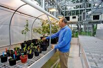 Invernadero del CSIC en el que se llevan a cabo labores de biotecnolog�a forestal.