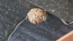 Un nido de velutina complica el arranque del curso en el colegio Cruceiro de Canido