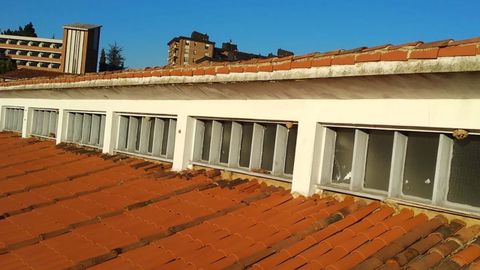 Nidos de avispa asi�tica en Oviedo
