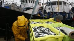 Los pescados son los alimentos cuya produccin genera menos huella de carbono, como estos bocartes que descargan en Burela (foto de archivo)