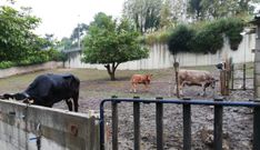 El consistorio expropiar� la granja de vacas de As Xubias para construir el p�rking gratuito del materno