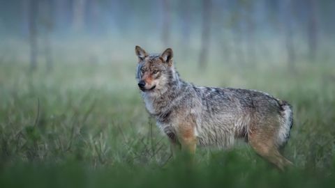 Un ejemplar de lobo.