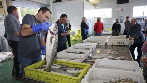 Una de las actividades que se llevar�n a cabo ser� una simulaci�n de subasta de pescado