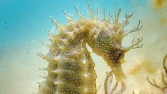 Hippocampus guttulatus